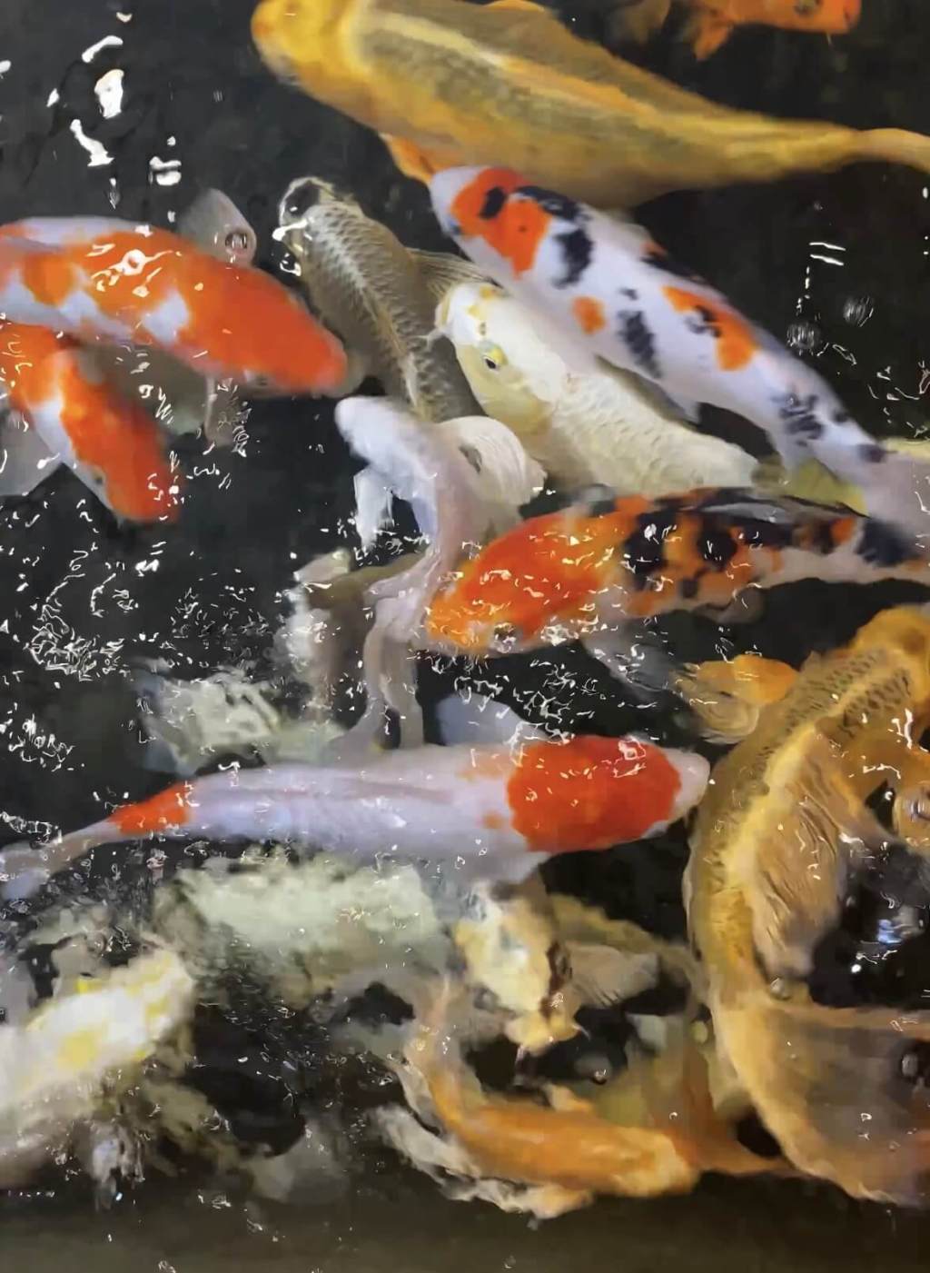 Ong Công Ông Táo – historia obrządku i pechowe złote rybki.